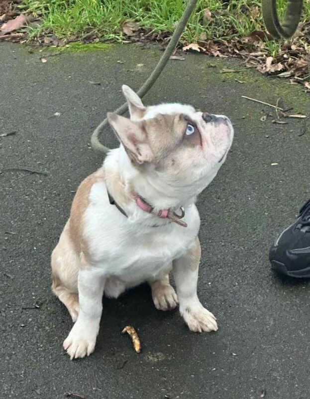 French Bulldog puppies for sale in Greenwich, Greater London – 5 months old