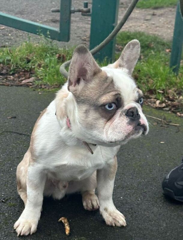 French Bulldog puppies for sale in Greenwich, Greater London – 5 months old - Image 2 of 5