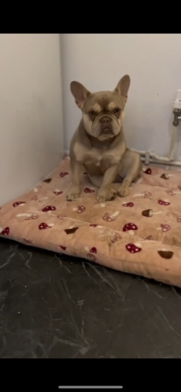 French Bulldog puppies for sale in Greenwich, Greater London – 5 months old - Image 5 of 5