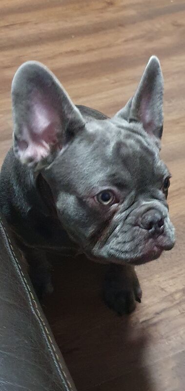 Kc reg perfect frenchies for sale in Nottingham, Nottinghamshire | Image 3