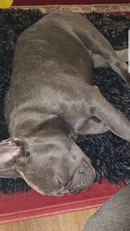 French Bulldog puppies for sale in Nottingham, Nottinghamshire – KC registered, 1 year old - Image 4 of 6