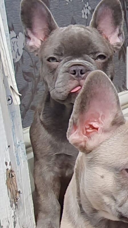 French Bulldog puppies for sale in Nottingham, Nottinghamshire – KC registered, 1 year old - Image 5 of 6