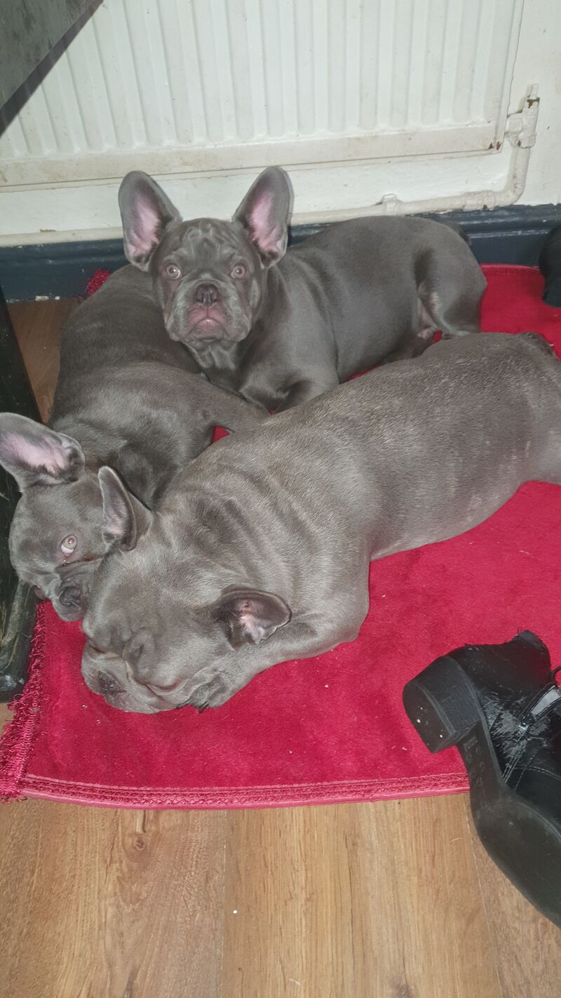 French Bulldog puppies for sale in Nottingham, Nottinghamshire – KC registered, 1 year old - Image 6 of 6