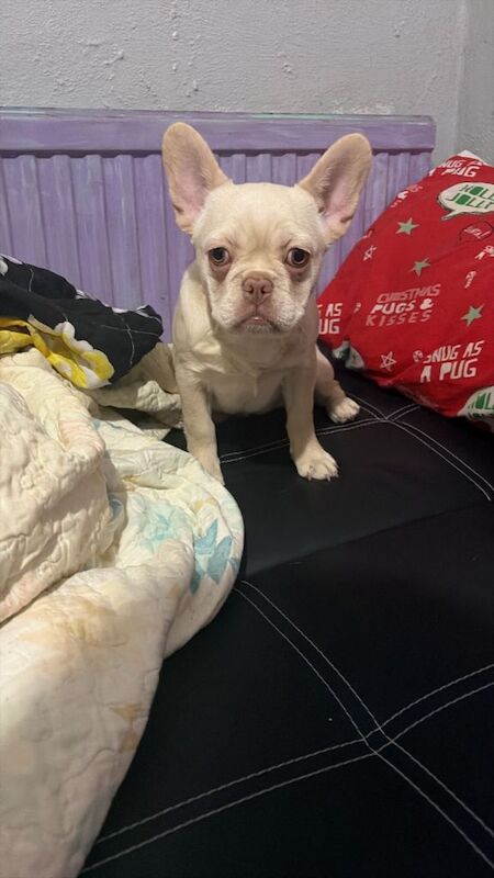 French Bulldog puppies for sale in Greenwich, Greater London – 4 months old