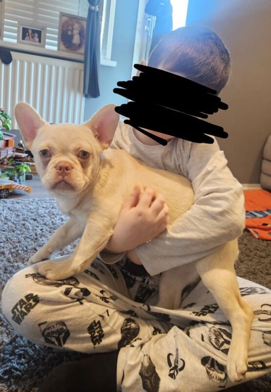 French Bulldog puppies for sale in Greenwich, Greater London – 4 months old - Image 2 of 5
