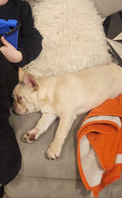 French Bulldog puppies for sale in Greenwich, Greater London – 4 months old - Image 3 of 5