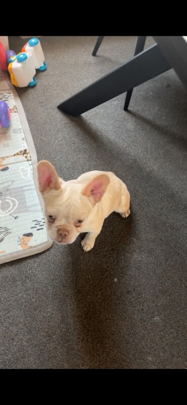 French Bulldog puppies for sale in Greenwich, Greater London – 4 months old - Image 4 of 5