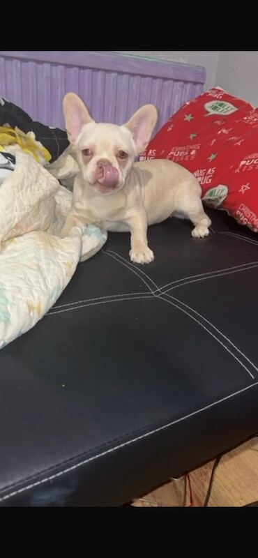 French Bulldog puppies for sale in Greenwich, Greater London – 4 months old - Image 5 of 5