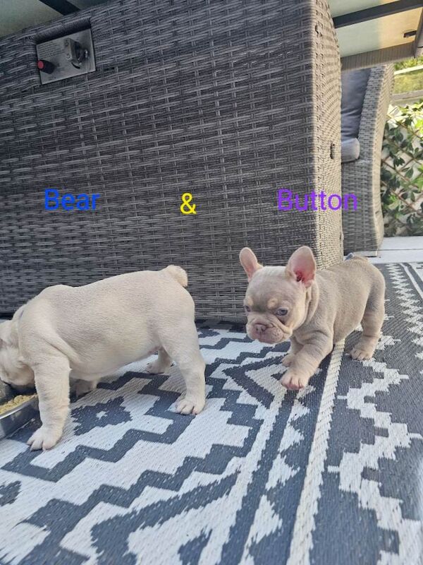 Blue French Bulldog Puppies For Sale