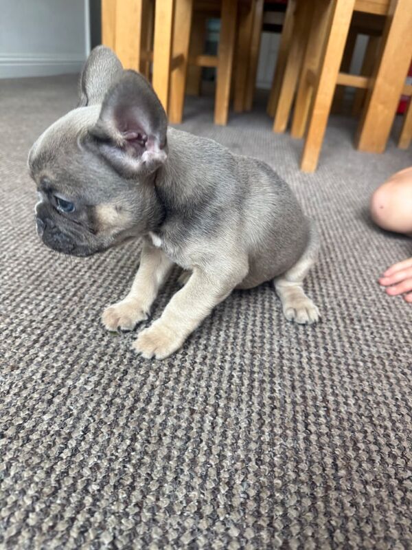 French Bulldog puppies for sale in Whitfield, Kent – 3 months old