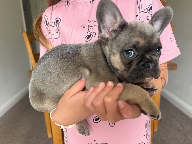 French Bulldog puppies for sale in Whitfield, Kent – 3 months old - Image 2 of 3