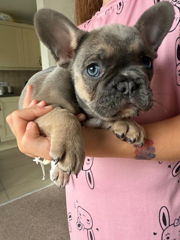 French Bulldog puppies for sale in Whitfield, Kent – 3 months old - Image 3 of 3