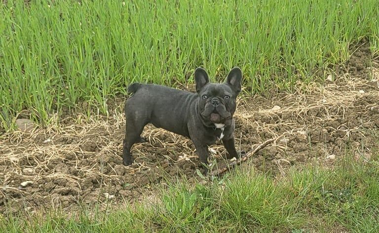 French Bulldog puppies for sale in Luton, Bedfordshire – KC registered, 7 months old