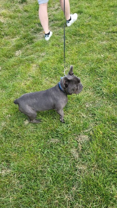 French Bulldog puppies for sale in Luton, Bedfordshire – KC registered, 7 months old - Image 3 of 3