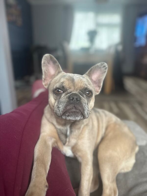 French Bulldog puppies for sale in Dawlish, Devon – KC registered, 7 months old