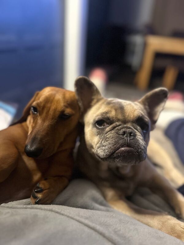 KC Registered Beautiful Ellie - Image 2 of 5