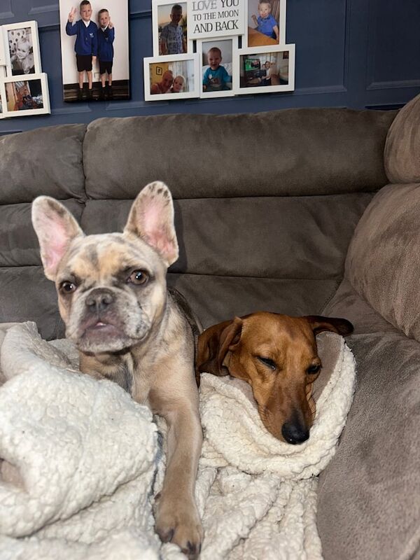 KC Registered Beautiful Ellie - Image 3 of 5