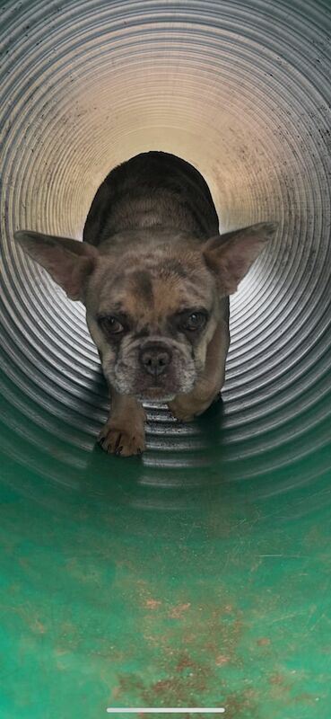 KC Registered Beautiful Ellie - Image 4 of 5