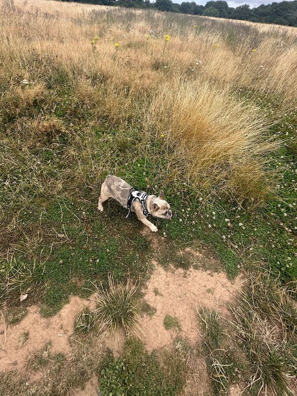 KC Registered Beautiful Ellie - Image 5 of 5