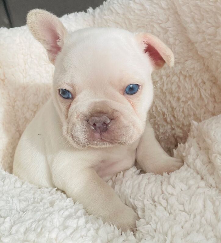 French Bulldog puppies for sale in Greater London – KC registered, 7 weeks old