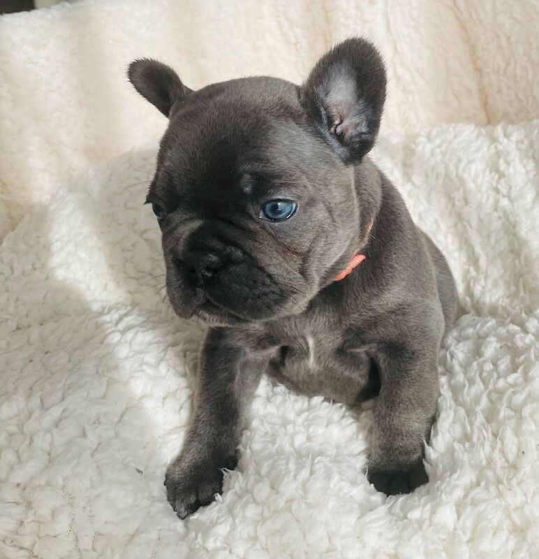 French Bulldog puppies for sale in Greater London – KC registered, 11 weeks old - Image 2 of 11