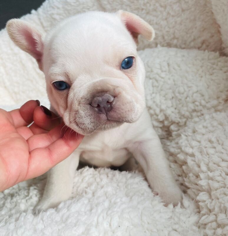 French Bulldog puppies for sale in Greater London – KC registered, 11 weeks old - Image 3 of 11