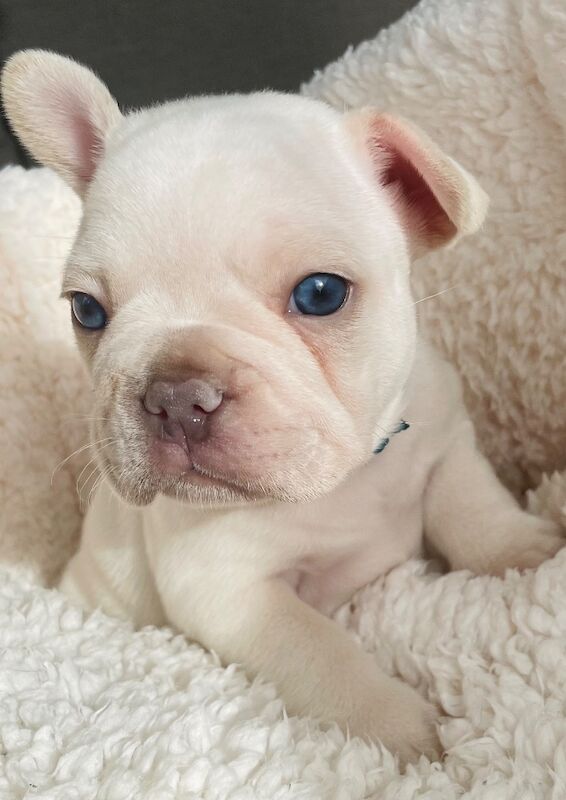French Bulldog puppies for sale in Greater London – KC registered, 11 weeks old - Image 4 of 11