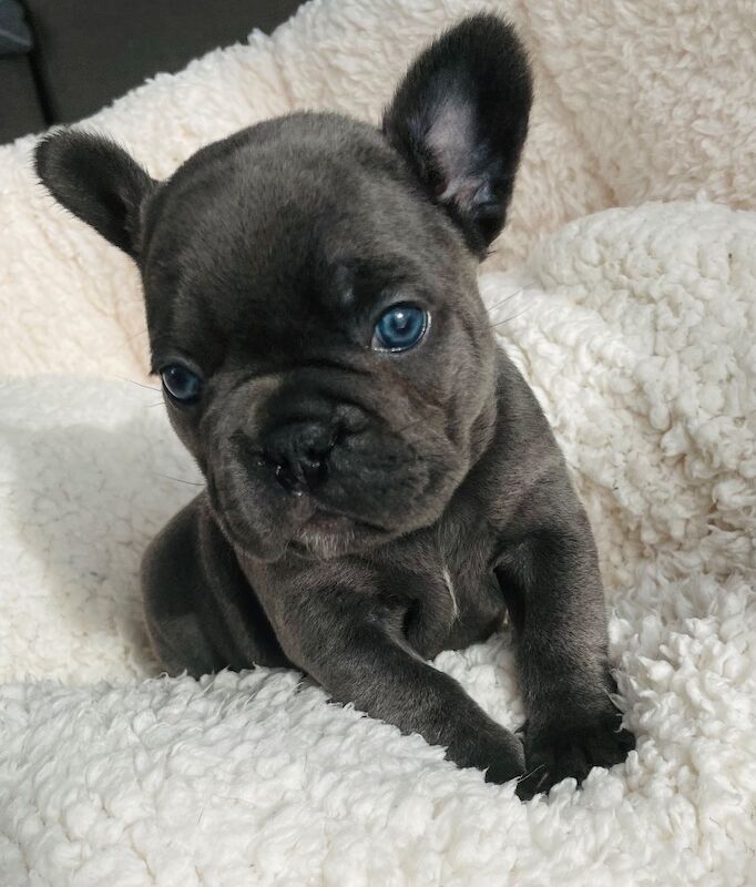 French Bulldog puppies for sale in Greater London – KC registered, 11 weeks old - Image 5 of 11