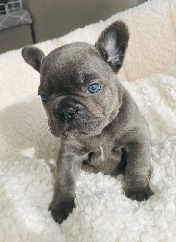 French Bulldog puppies for sale in Greater London – KC registered, 11 weeks old - Image 6 of 11
