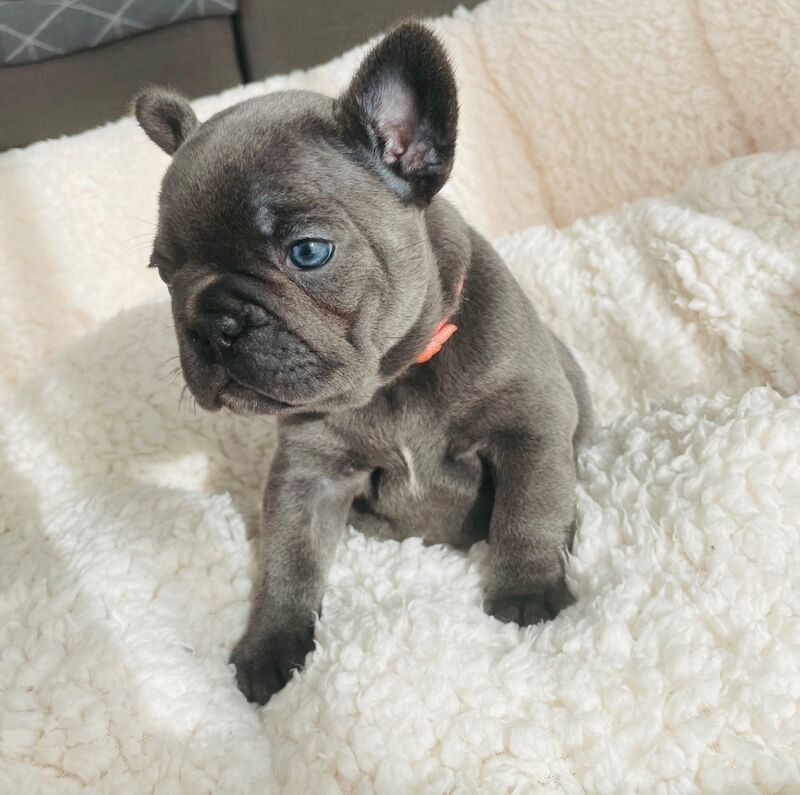 French Bulldog puppies for sale in Greater London – KC registered, 11 weeks old - Image 7 of 11