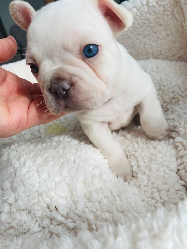 French Bulldog puppies for sale in Greater London – KC registered, 11 weeks old - Image 8 of 11