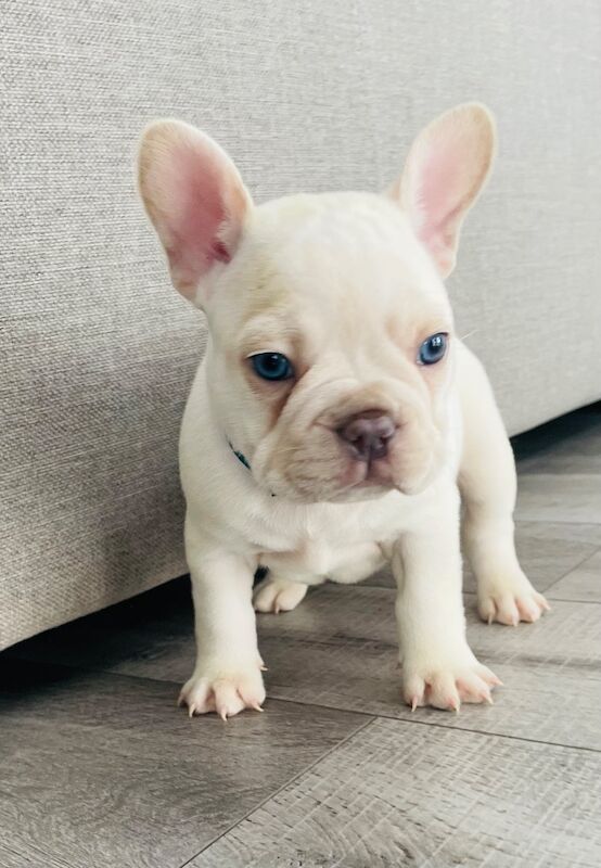 French Bulldog puppies for sale in Greater London – KC registered, 11 weeks old - Image 9 of 11