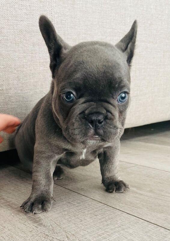 French Bulldog puppies for sale in Greater London – KC registered, 11 weeks old - Image 10 of 11