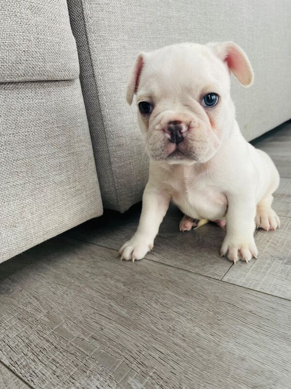 French Bulldog puppies for sale in Greater London – KC registered, 11 weeks old - Image 11 of 11