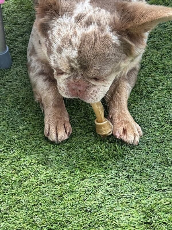 Kc registered female fluffy frenchie for sale - Image 2 of 3