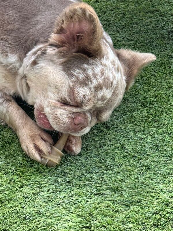 Kc registered female fluffy frenchie for sale - Image 3 of 3