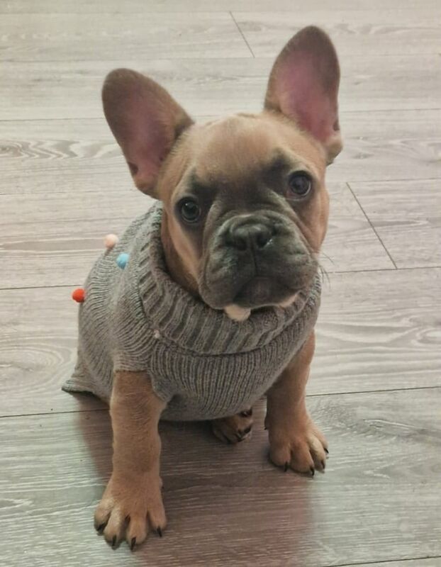 KC Registered female french bulldog puppy for sale in St Andrews, Fife