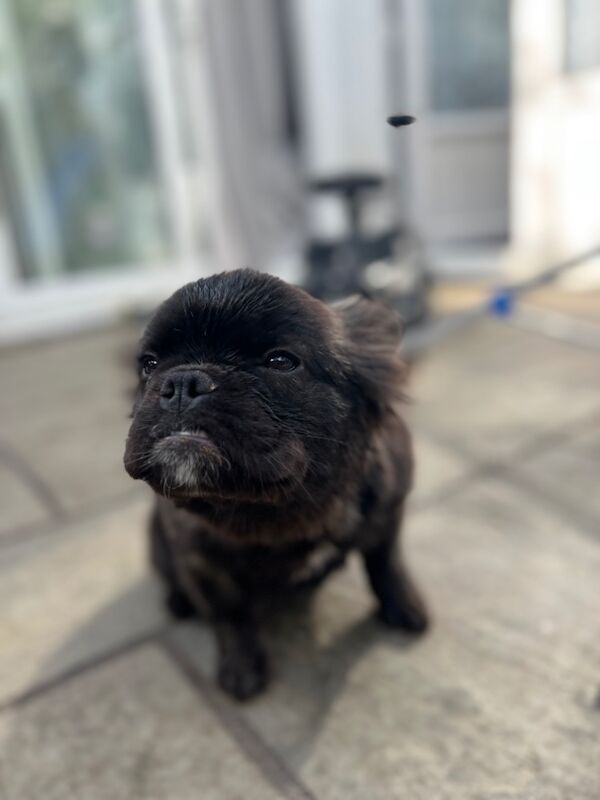 French Bulldog puppies for sale in Sittingbourne, Kent – KC registered, 6 months old