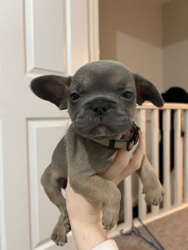 Blue French Bulldog Puppies For Sale