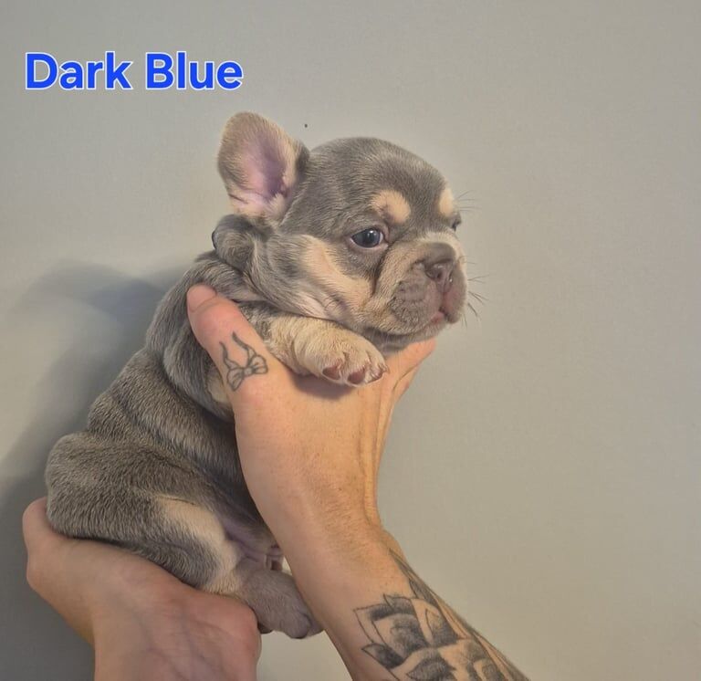 French Bulldog puppies for sale in Bathgate, West Lothian – KC registered, 5 weeks old