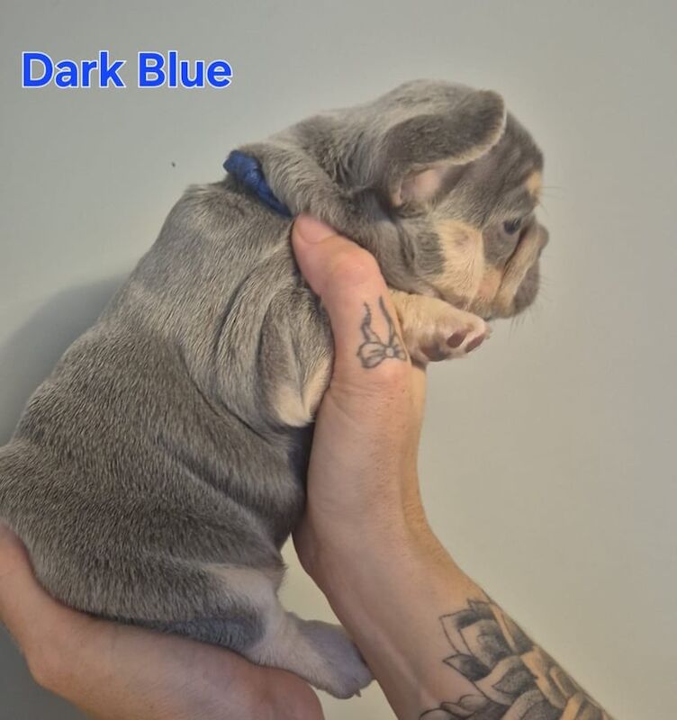 French Bulldog puppies for sale in Bathgate, West Lothian – KC registered, 5 weeks old - Image 2 of 3