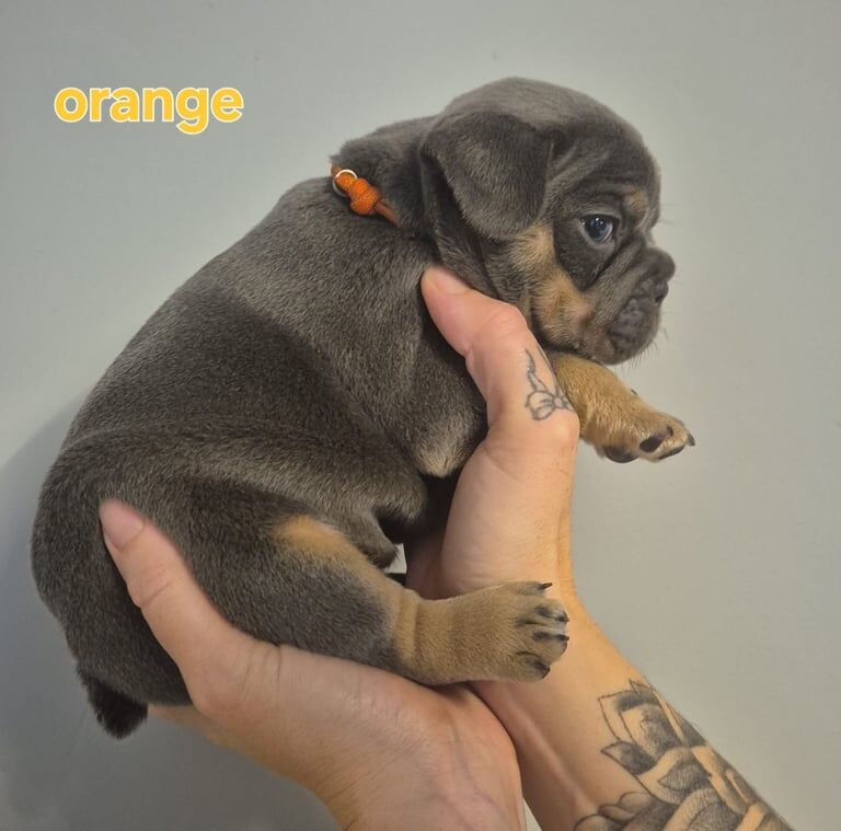 French Bulldog puppies for sale in Bathgate, West Lothian – KC registered, 5 weeks old - Image 3 of 3