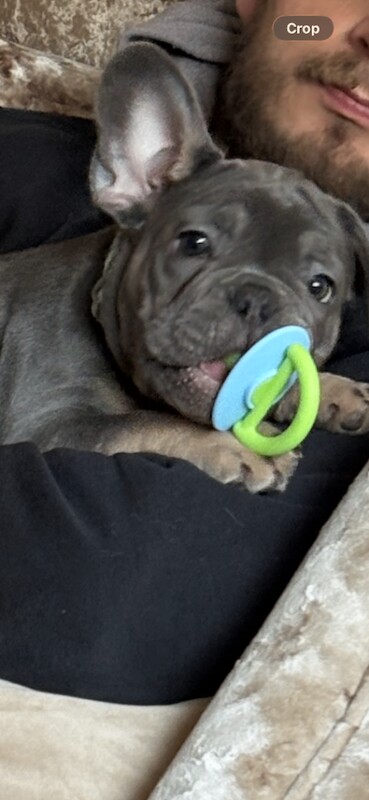 Blue French Bulldog Puppies For Sale