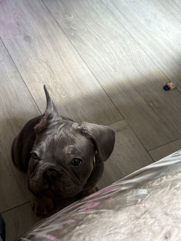 Kc registered French bulldog - Image 2 of 3