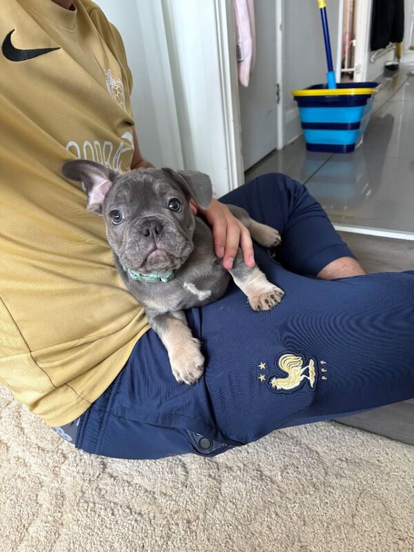 Kc registered French bulldog - Image 3 of 3