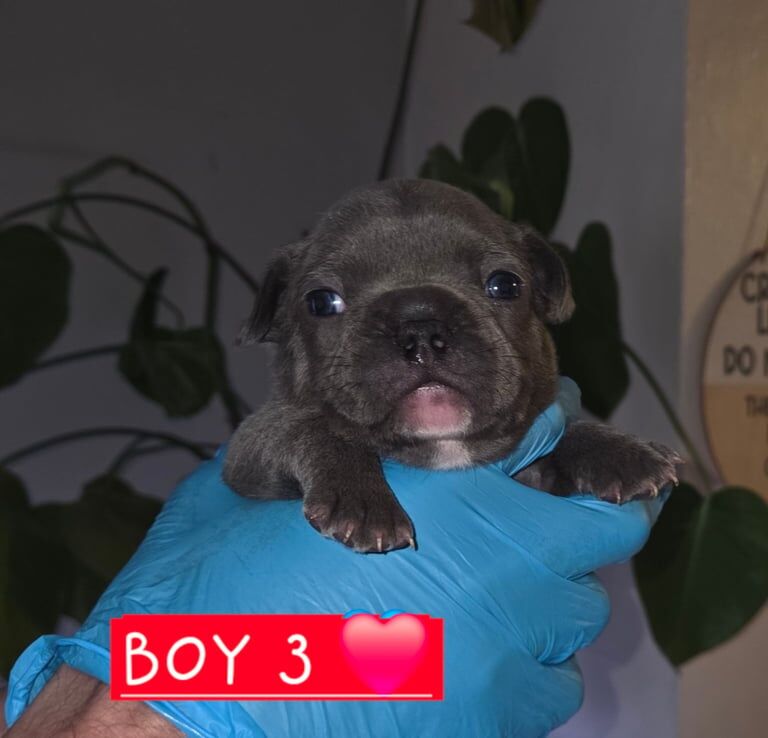 Kc registered French Bulldog Boys for sale in Burton upon Trent, Staffordshire