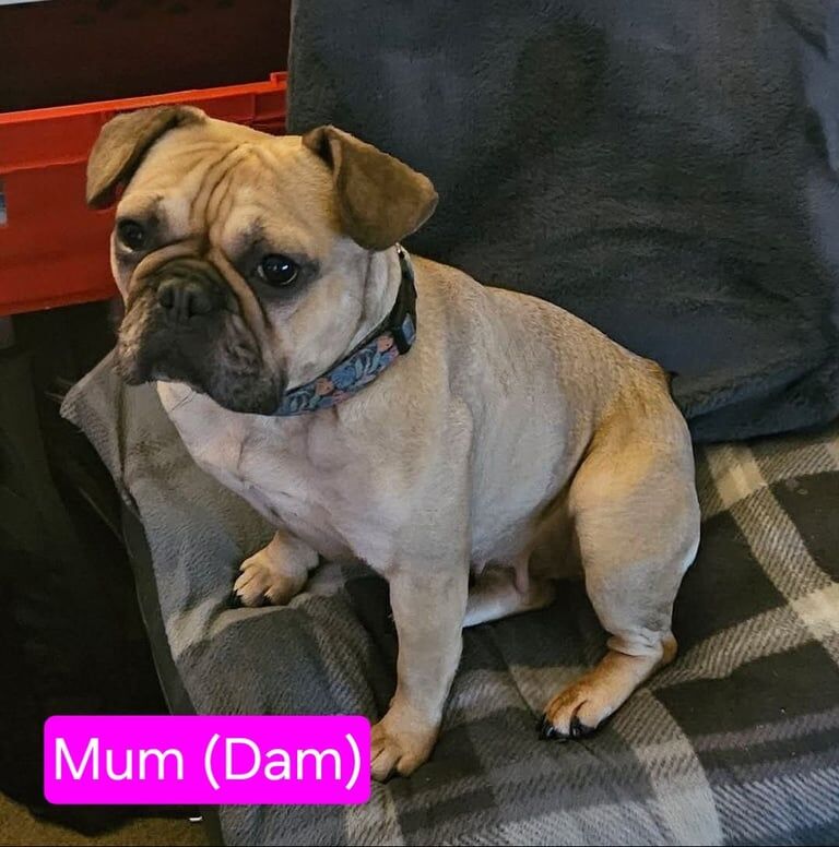 Kc registered French Bulldog Boys for sale in Burton upon Trent, Staffordshire | Image 2