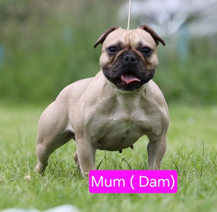 Kc registered French Bulldog Boys for sale in Burton upon Trent, Staffordshire | Image 3