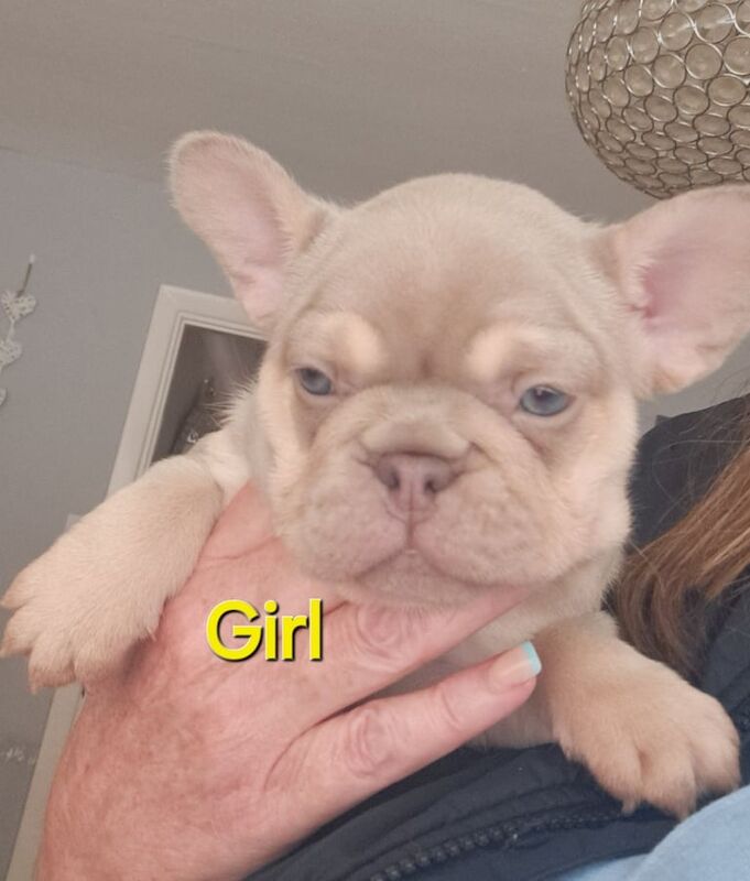KC registered french bulldog girl for sale in Ramsgate, Kent