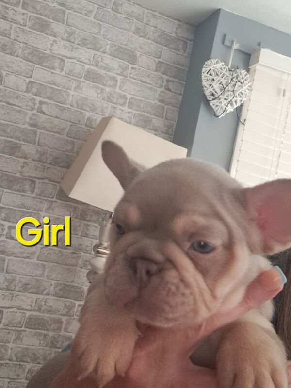 KC registered french bulldog girl for sale in Ramsgate, Kent | Image 2